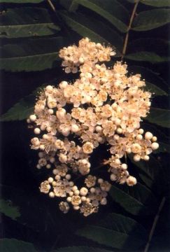   Sorbus Pohuashanensis Extract  